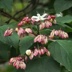 CLERODENDRUM trichotomum - Arbre du Clergé