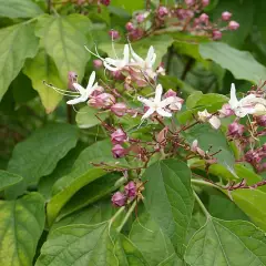 CLERODENDRUM trichotomum - Arbre du Clergé