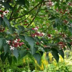 CLERODENDRUM trichotomum - Arbre du Clergé