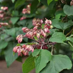 CLERODENDRUM trichotomum - Arbre du Clergé