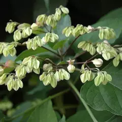 CLERODENDRUM trichotomum - Arbre du Clergé