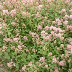 CEANOTHUS pallidus 'Marie Simon' - Céanothe 'Marie Simon'