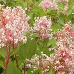 CEANOTHUS pallidus 'Marie Simon' - Céanothe 'Marie Simon'