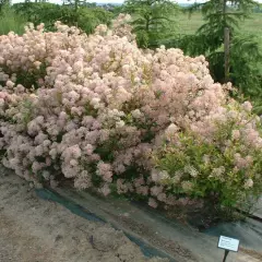 CEANOTHUS pallidus 'Marie Simon' - Céanothe 'Marie Simon'