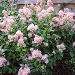 CEANOTHUS pallidus 'Marie Simon' - Céanothe 'Marie Simon'