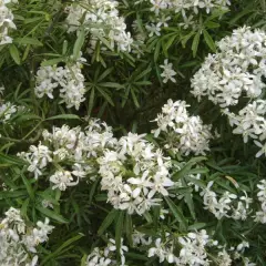 CHOISYA ternata 'White Dazzler' - Oranger du Mexique nain