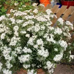 CHOISYA ternata 'White Dazzler' - Oranger du Mexique nain