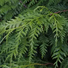 THUJA plicata 'Atrovirens' - Plantes de haie, Thuya