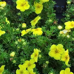 POTENTILLA fruticosa 'Kobold' - Potentille arbustive jaune