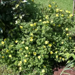 POTENTILLA fruticosa 'Kobold' - Potentille arbustive jaune