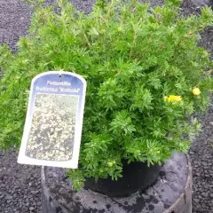 POTENTILLA fruticosa 'Kobold' - Potentille arbustive jaune