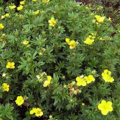 POTENTILLA fruticosa 'Kobold' - Potentille arbustive jaune
