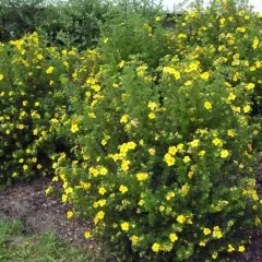 POTENTILLA fruticosa 'Kobold' - Potentille arbustive jaune