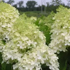 HYDRANGEA paniculata 'Phantom' - Hortensia paniculé