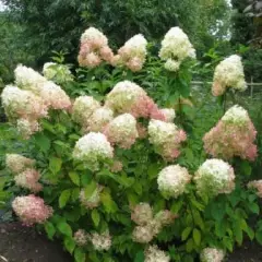 HYDRANGEA paniculata 'Phantom' - Hortensia paniculé