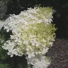 HYDRANGEA paniculata 'Phantom' - Hortensia paniculé