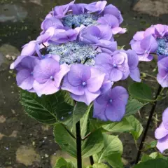 HYDRANGEA macrophylla 'Zorro'® - Hortensia à bois noir