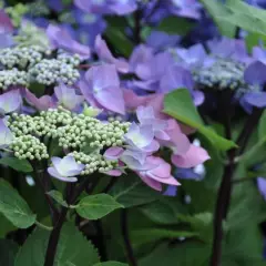 HYDRANGEA macrophylla 'Zorro'® - Hortensia à bois noir