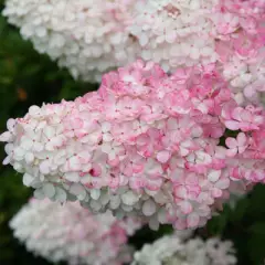 HYDRANGEA paniculata 'Vanille fraise' - Hortensia paniculé