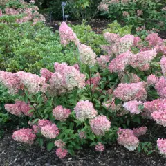 HYDRANGEA paniculata 'Vanille fraise' - Hortensia paniculé