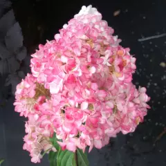 HYDRANGEA paniculata 'Vanille fraise' - Hortensia paniculé