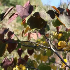 CERCIS canadensis 'Forest Pansy' - Arbre de Judée