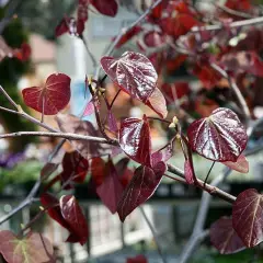 CERCIS canadensis 'Forest Pansy' - Arbre de Judée