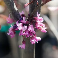 CERCIS canadensis 'Forest Pansy' - Arbre de Judée