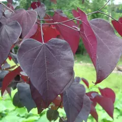 CERCIS canadensis 'Forest Pansy' - Arbre de Judée