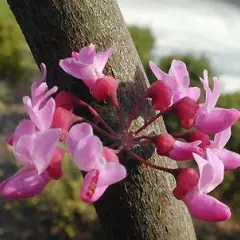 CERCIS canadensis 'Forest Pansy' - Arbre de Judée