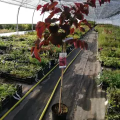 CERCIS canadensis 'Forest Pansy' - Arbre de Judée