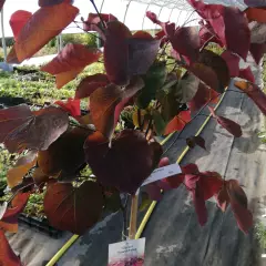 CERCIS canadensis 'Forest Pansy' - Arbre de Judée