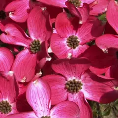 CORNUS florida 'Cherokee Chief' - Cornouiller à fleurs américain