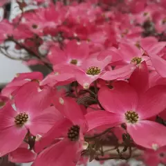 CORNUS florida 'Cherokee Chief' - Cornouiller à fleurs américain