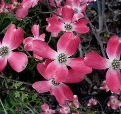 CORNUS florida 'Cherokee Chief' - Cornouiller à fleurs américain