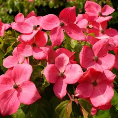 CORNUS kousa 'Satomi' - Cornouiller du Japon à fleurs roses