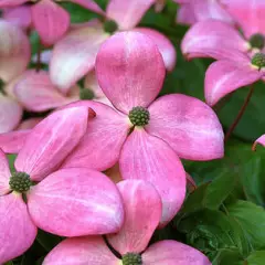 CORNUS kousa 'Satomi' - Cornouiller du Japon à fleurs roses