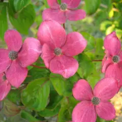 CORNUS kousa 'Satomi' - Cornouiller du Japon à fleurs roses