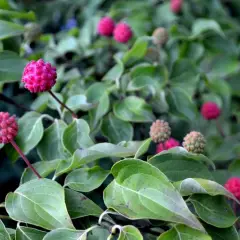 CORNUS kousa 'Satomi' - Cornouiller du Japon à fleurs roses