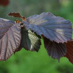 CORYLUS avellana 'Red Majestic'® - Noisetier pourpre tortueux