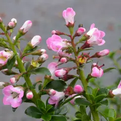 ESCALLONIA 'Apple Blossom' - Escallonia