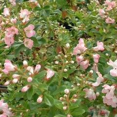 ESCALLONIA 'Apple Blossom' - Escallonia