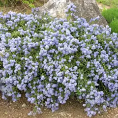 CEANOTHUS thyrsiflorus 'Repens' - Céanothe rampante, Lilas de Californie