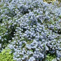 CEANOTHUS thyrsiflorus 'Repens' - Céanothe rampante, Lilas de Californie