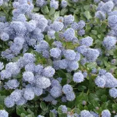 CEANOTHUS thyrsiflorus 'Repens' - Céanothe rampante, Lilas de Californie