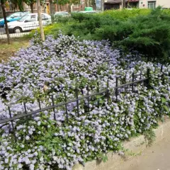 CEANOTHUS thyrsiflorus 'Repens' - Céanothe rampante, Lilas de Californie