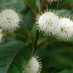 CEPHALANTHUS occidentalis - Bois Bouton