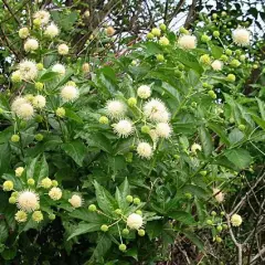 CEPHALANTHUS occidentalis - Bois Bouton