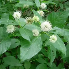 CEPHALANTHUS occidentalis - Bois Bouton