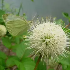 CEPHALANTHUS occidentalis - Bois Bouton